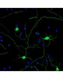 Millipore Neuro-Chrom Pan Neuronal Marker Antibody-Rabbit, Alexa488