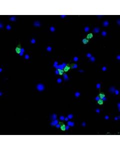 Millipore Anti-Neun (Rabbit) Antibody, Alexa Fluor 488 Conjugate