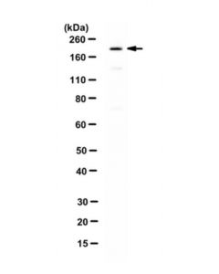 Millipore Anti-Ecm29 Antibody (Ab Ecm29-3)
