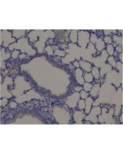 Millipore Anti-Pxdn/Vpo1 Antibody