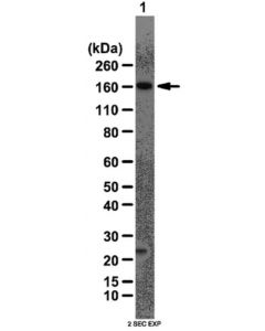 Millipore Anti-As160 Antibody
