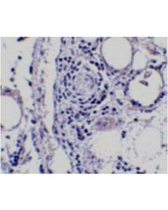 Millipore Anti-Fabp7 Antibody