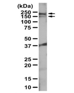 Millipore Anti-Intersectin-1 Antibody