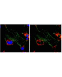 Millipore Anti-Ena/Vasp-Like Protein Antibody