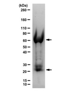 Millipore Normal Chicken Igy Antibody, Purified | Ac146