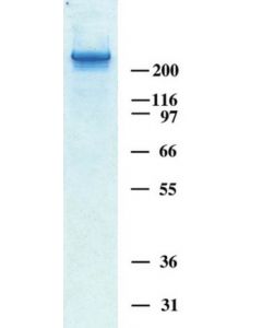 Millipore Human Tenascin-C Purified Protein, 100ug, Liquid, -70deg C