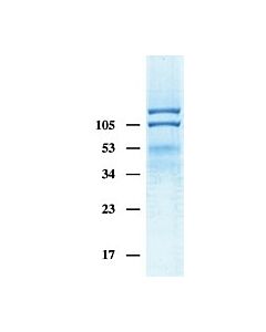 Millipore Human Integrin Alphavbeta3 Protein, Triton X-100 Formulation