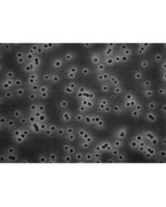 Millipore Isopore Membrane Filter