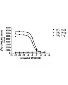 Millipore Chemiscreen Membrane Preparation Recombinant Human Cb2