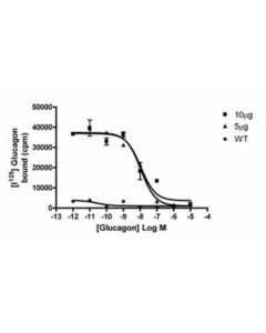 Millipore Chemiscreen Recombinant Human Glucagon Receptor Membrane