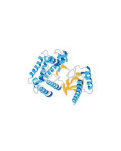 Millipore Interleukin-1beta Protein, Recombinant Human