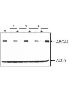Millipore Anti-Abca1 Antibody, Clone Ab.H10