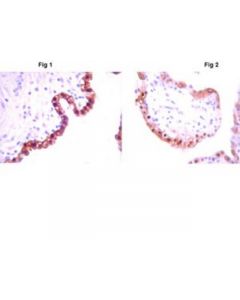 Millipore Anti-Ido Antibody, Clone 1f8.2