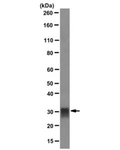Millipore Anti-Tryptase Mouse Ab, 100ug, 1mg/Ml, Monoclonal