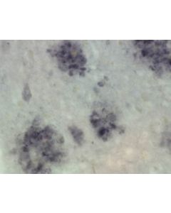 Millipore Anti-Presenilin-1 Antibody, Nt, Clone Hps1-Nt