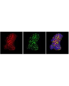 Millipore Anti-Post Synaptic Density Protein 95 Antibody, Clone 6g6-1c9