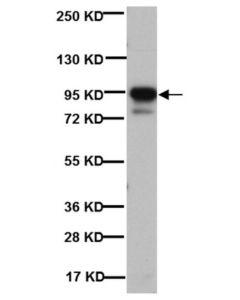 Millipore Anti-Post Synaptic Density Protein 95 Antibody, Clone 7e3-1b8
