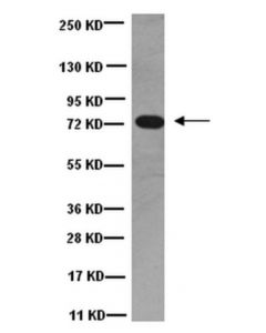 Millipore Anti-Dynein Antibody, 74 Kda Intermediate Chains, Cytoplasmic,