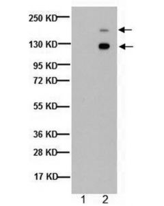 Millipore Anti-Spectrin Alpha Chain (Nonerythroid) Antibody, Clone