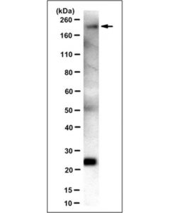 Millipore Anti-Laminin Gamma1 Antibody, Clone 2e8 (Ascites Free)