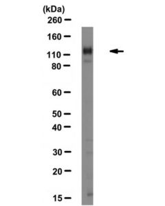 Millipore Anti-Integrin Alpha1 Antibody, Clone Fb12, Azide Free