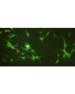 Millipore Milli-Mark Pan Neuronal Marker