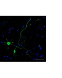 Millipore Milli-Mark Fluoropan Neuronal Marker - Alexa488 Conjugated