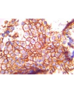 Millipore Anti-Emmprin [Cd147] Antibody, Clone 1s9-2a