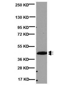 Millipore Anti-Cnpase Antibody, Clone 11-5b