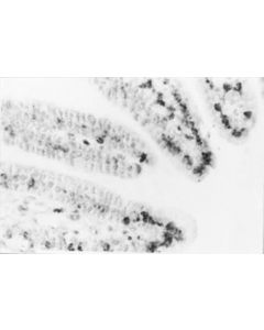 Millipore Anti-Dna Antibody, Single Stranded Specific, Clone F7-26