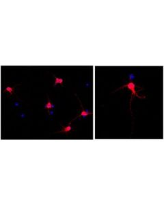 Millipore Anti-Map2 Antibody, Clone Ap20, Alexa Fluor 555 Conjugate