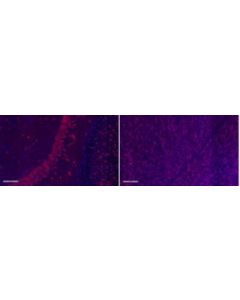 Millipore Anti-Tau Antibody, Clone Pc1c6, Alexa Fluor 555 Conjugate