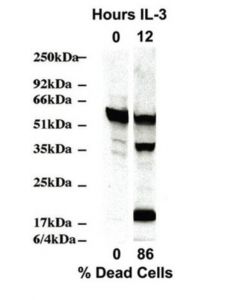 Millipore Anti-Caspase 2 Antibody, Clone 10c6