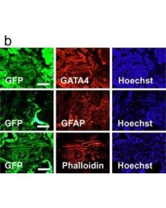 Millipore Anti-Glial Fibrillary Acidic Protein Antibody, Clone Ga5