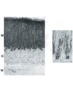 Millipore Anti-Cranin Antibody, Aa572-604 Of Human Sequence, Clone