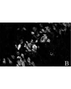 Millipore Anti-Neun Antibody, Clone A60