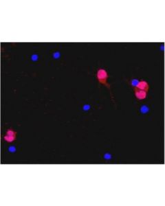 Millipore Anti-Neun Antibody, Clone A60, Alexa Fluor 555 Conjugate