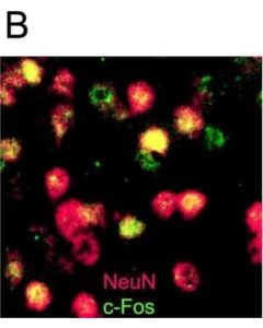 Millipore Anti-Neun Antibody, Clone A60, Biotin Conjugated