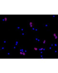 Millipore Anti-Neun Antibody, Clone A60, Cy3 Conjugate