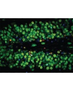 Millipore Anti-Neun Antibody, Clone A60, Alexa Fluor488 Conjugated