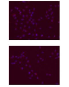 Millipore Anti-Sox-2 Antibody