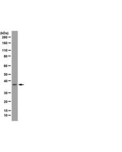 Millipore Anti-Dppa-2 Antibody, Clone 6c1.2