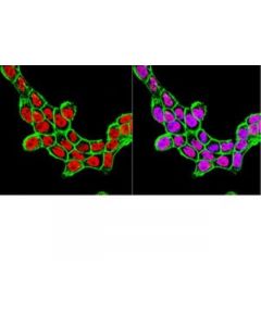 Millipore Anti-Srf [Serum Response Factor] Antibody, Clone 1e1