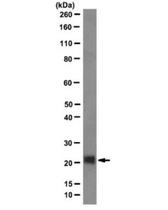 Millipore Anti-Achaete Scute Homolog 2 Antibody, Clone 8f1