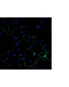 Millipore Anti-Neurofilament H Antibody, Clone Ne14, Alexa Fluor