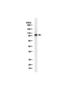 Millipore Anti-Hsp90 Alpha Antibody, Clone 1g6-D7