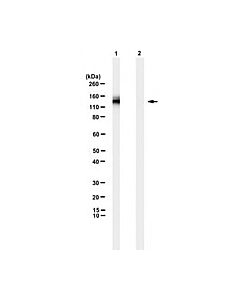 Millipore Anti-Egfrviii Mutation Antibody, Clone L8a4