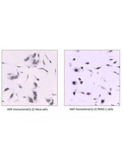 Millipore Anti-Haf/Sart1 Antibody, Clone 1-2