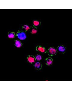 Millipore Anti-Mnda Antibody, Clone 3c1