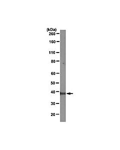 Millipore Anti-Mcl-1 Antibody, Clone Rc13